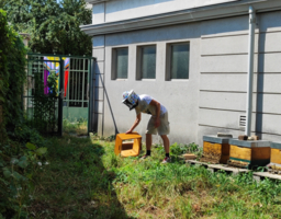 Ein Imker trägt einen Gesichtsschutz und greift zum Bienenstock.