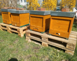 vier Bienenstöcke in Garten, stehen auf Paletten, dahinter Büsche mit gelben Blüten