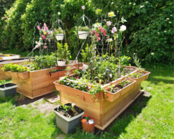 Zwei Beete mit hochgewachsenen Blumen stehen in einem Garten.