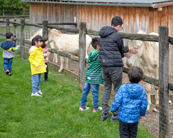 Kinder stehen vor einem Gehege mit weißen Ponys, Schloss-Hof, Generationenausflug