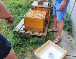 In dem Bienenstock wimmeln mehrere Bienen.